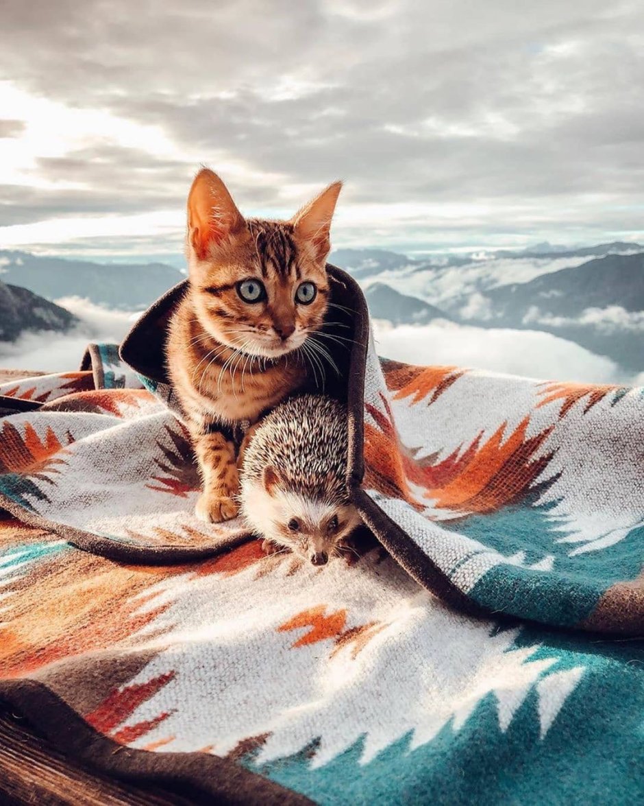 Ежик и кошка