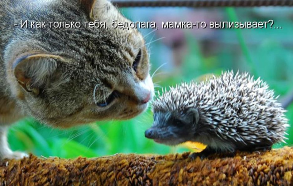 Кот и еж
