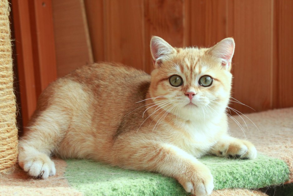 Черный золотой затушеванный британский короткошерстный кот