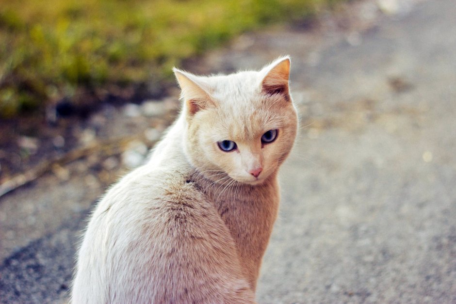 Палевая кошка