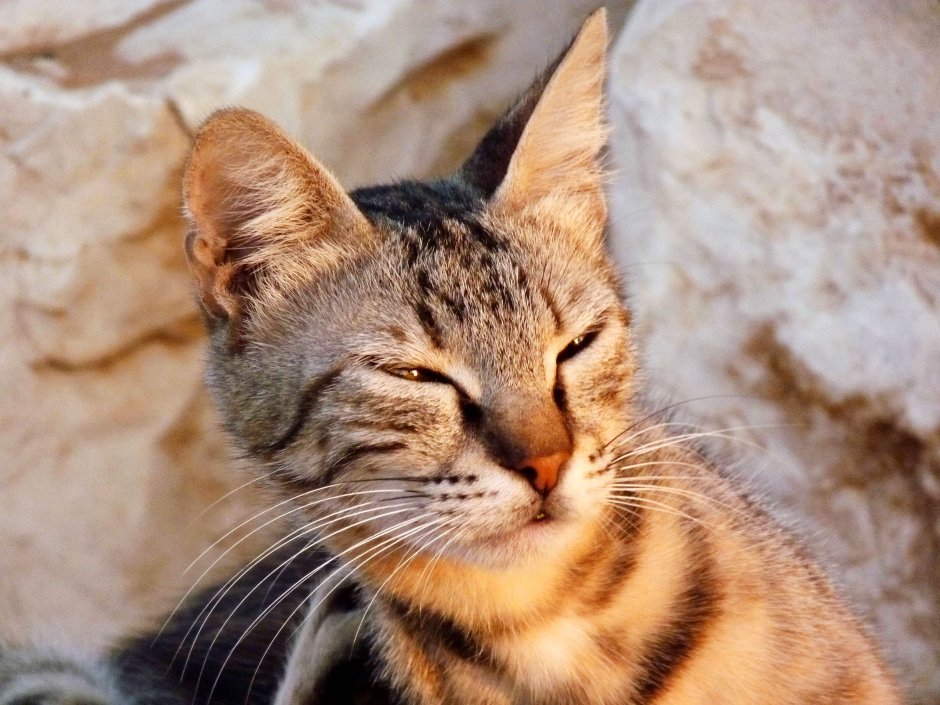 Котик щурится