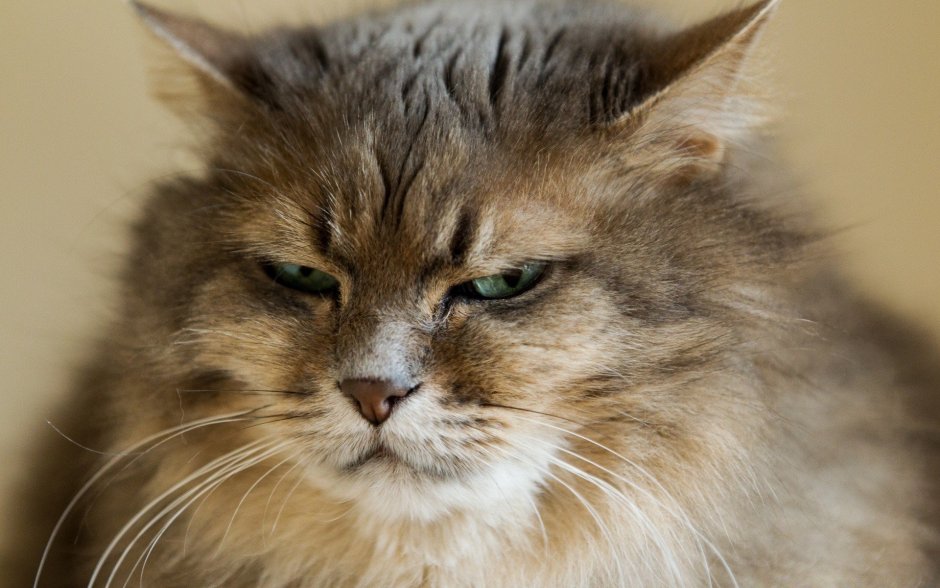 Недовольные морды котов