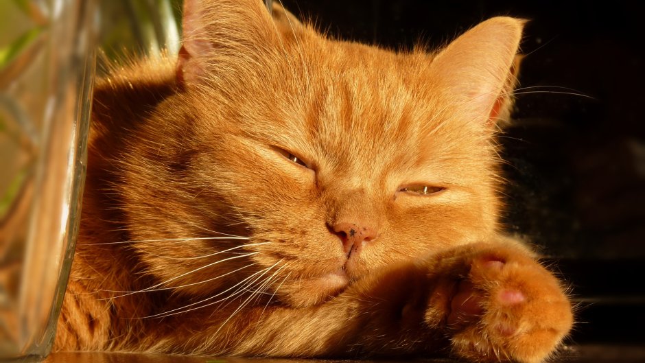 Котик щурится