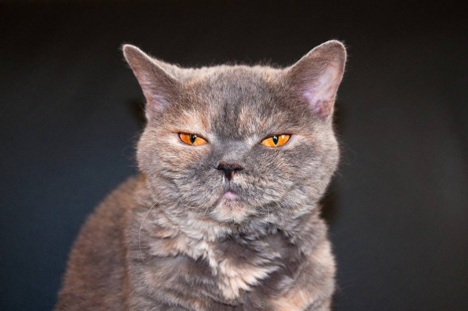 Селкирк рекс