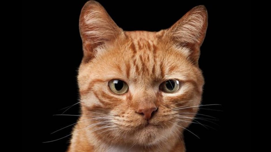 Кошка с желтыми глазами