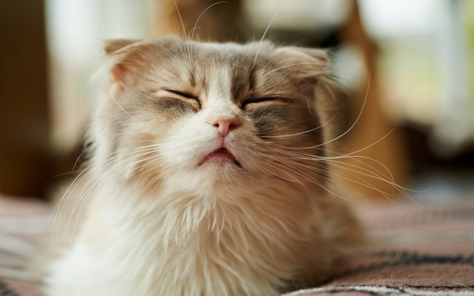 Довольная морда