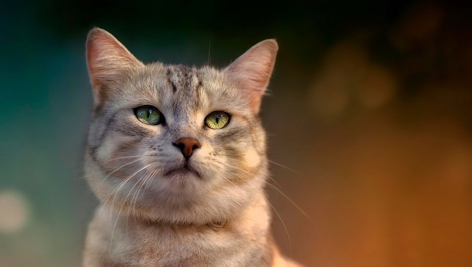 Серьезный котик