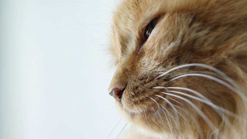 Рыжий кот в профиль