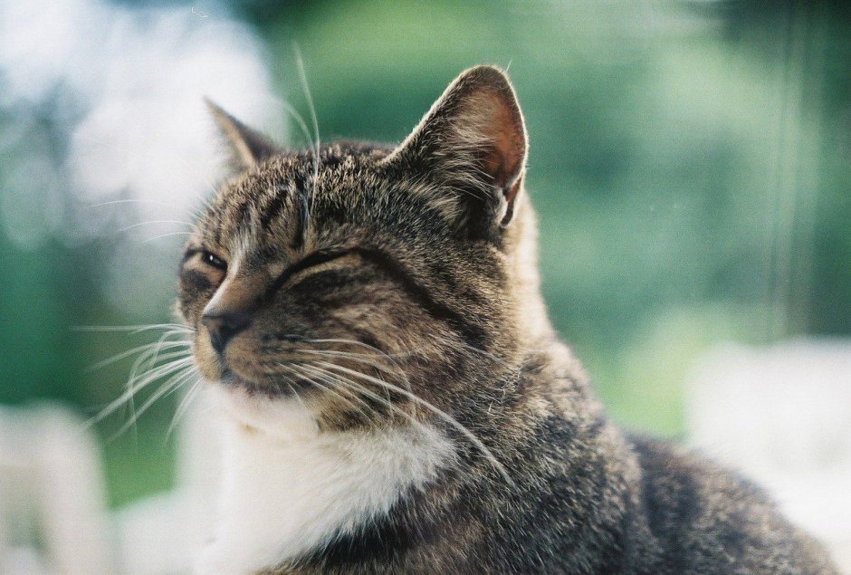 Кот прищурился