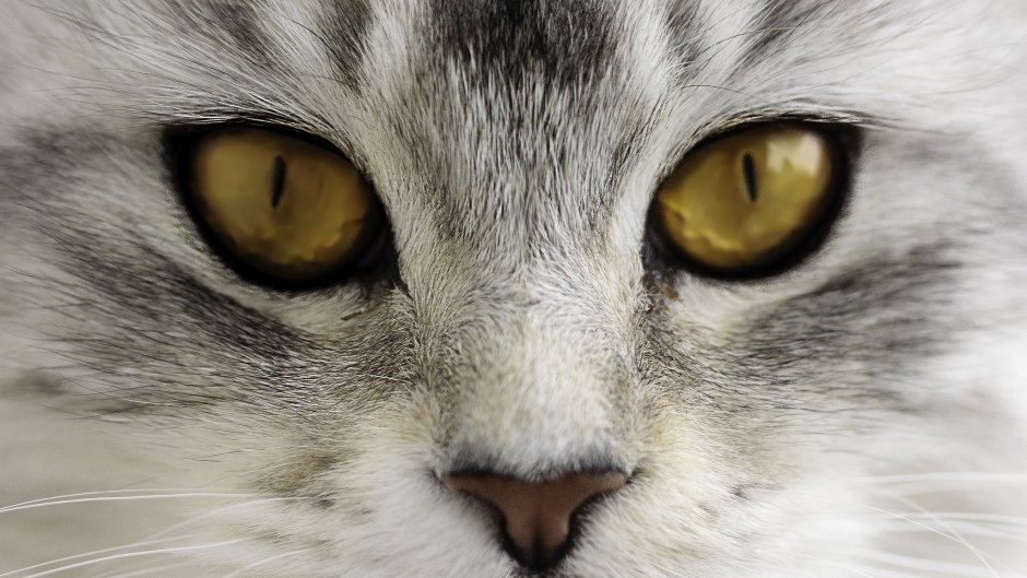 Кошкины глаза