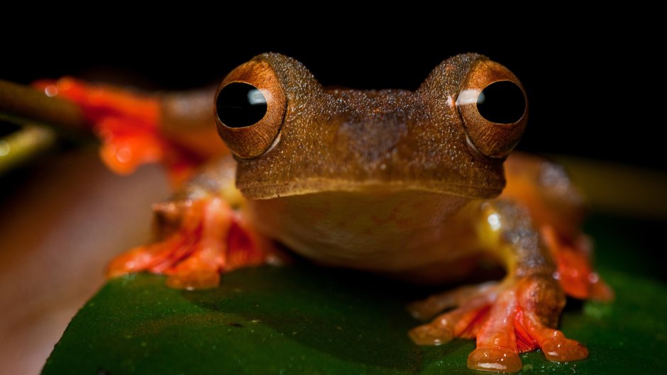 Лягушка breviceps fuscus