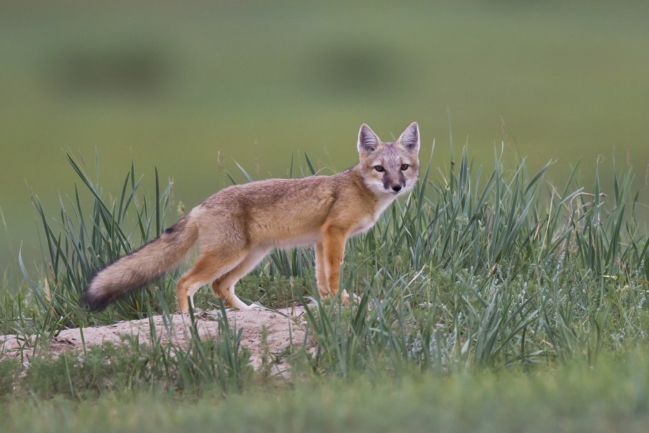 Лисичка Корсак