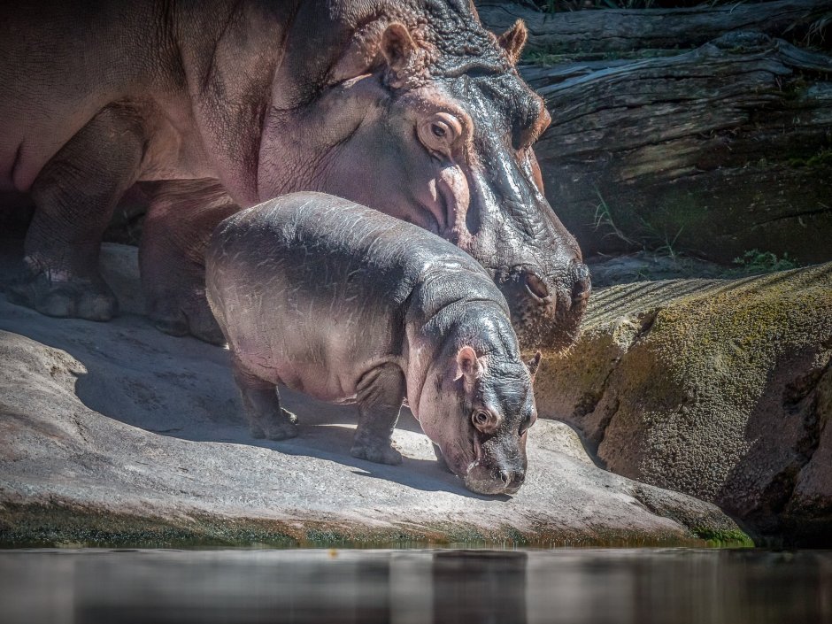 Бегемот Hippo 7200