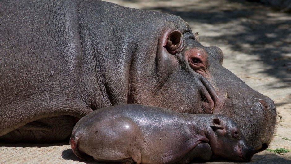 Бегемот Hippo 7200