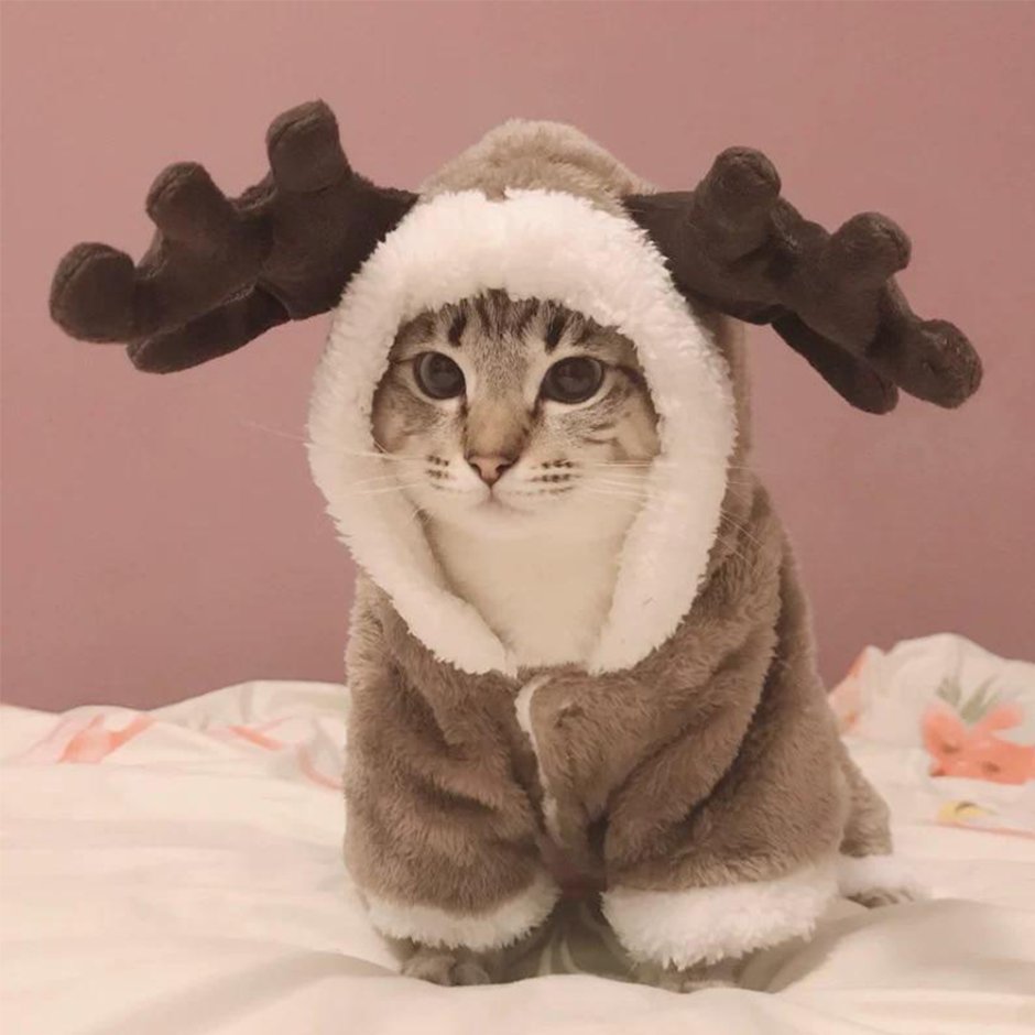 Одежда для котов