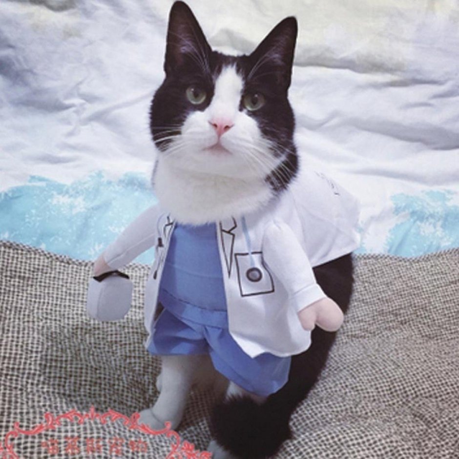 Коты в медицинской одежде