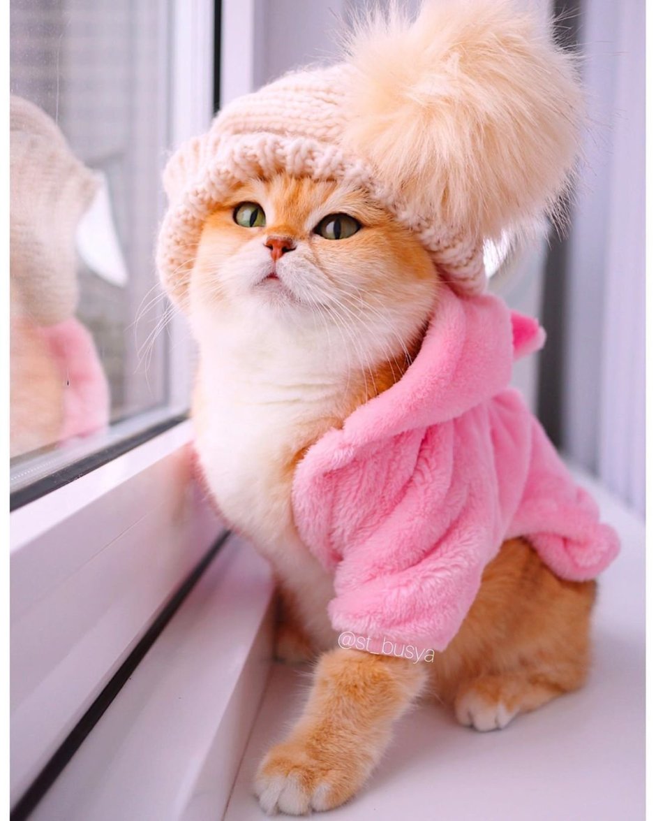 Кот в одеяле