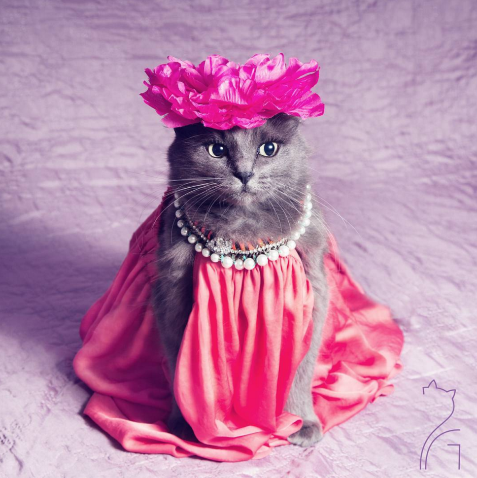 Нарядная кошка