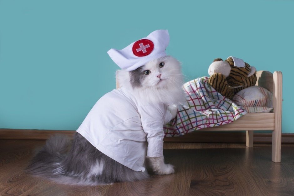 Кошка в костюме медсестры