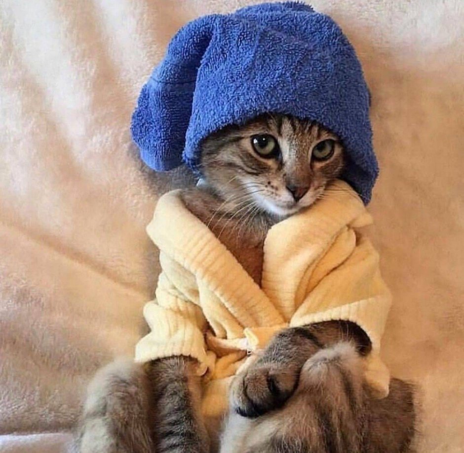 Смешной кот в шапке