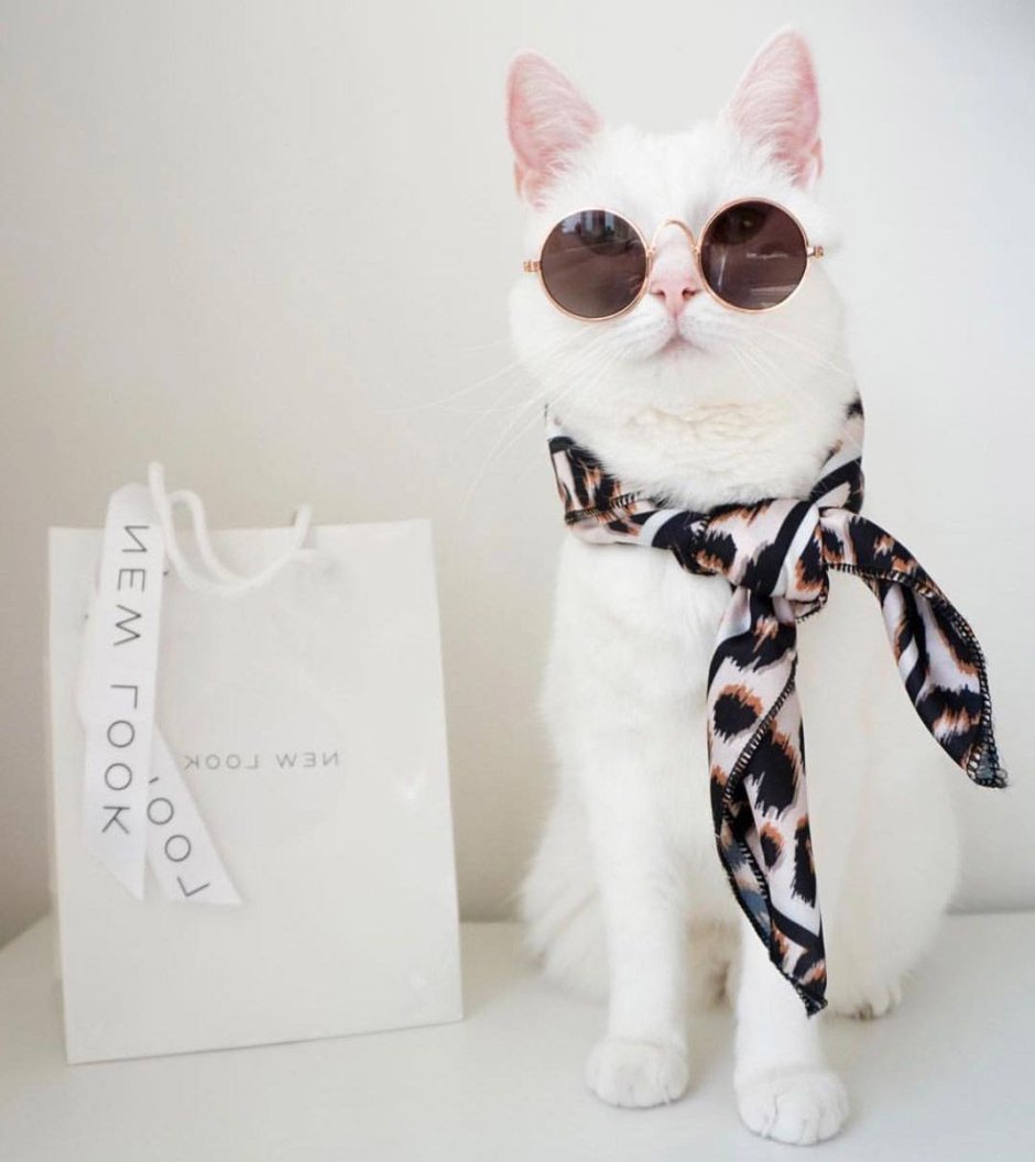 Стильный котик