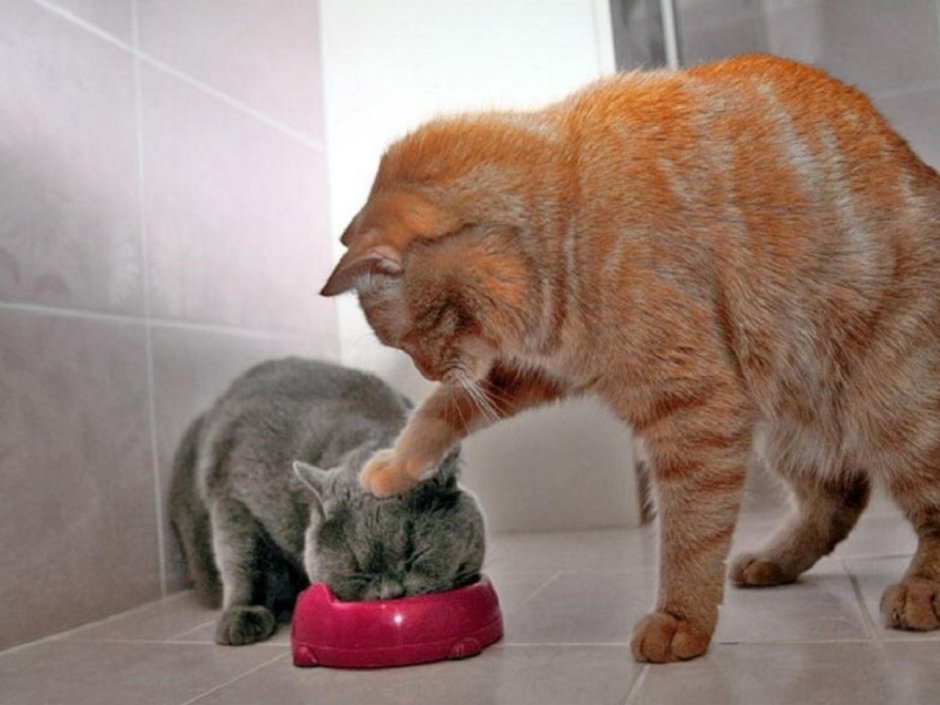 Котенок и мышонок