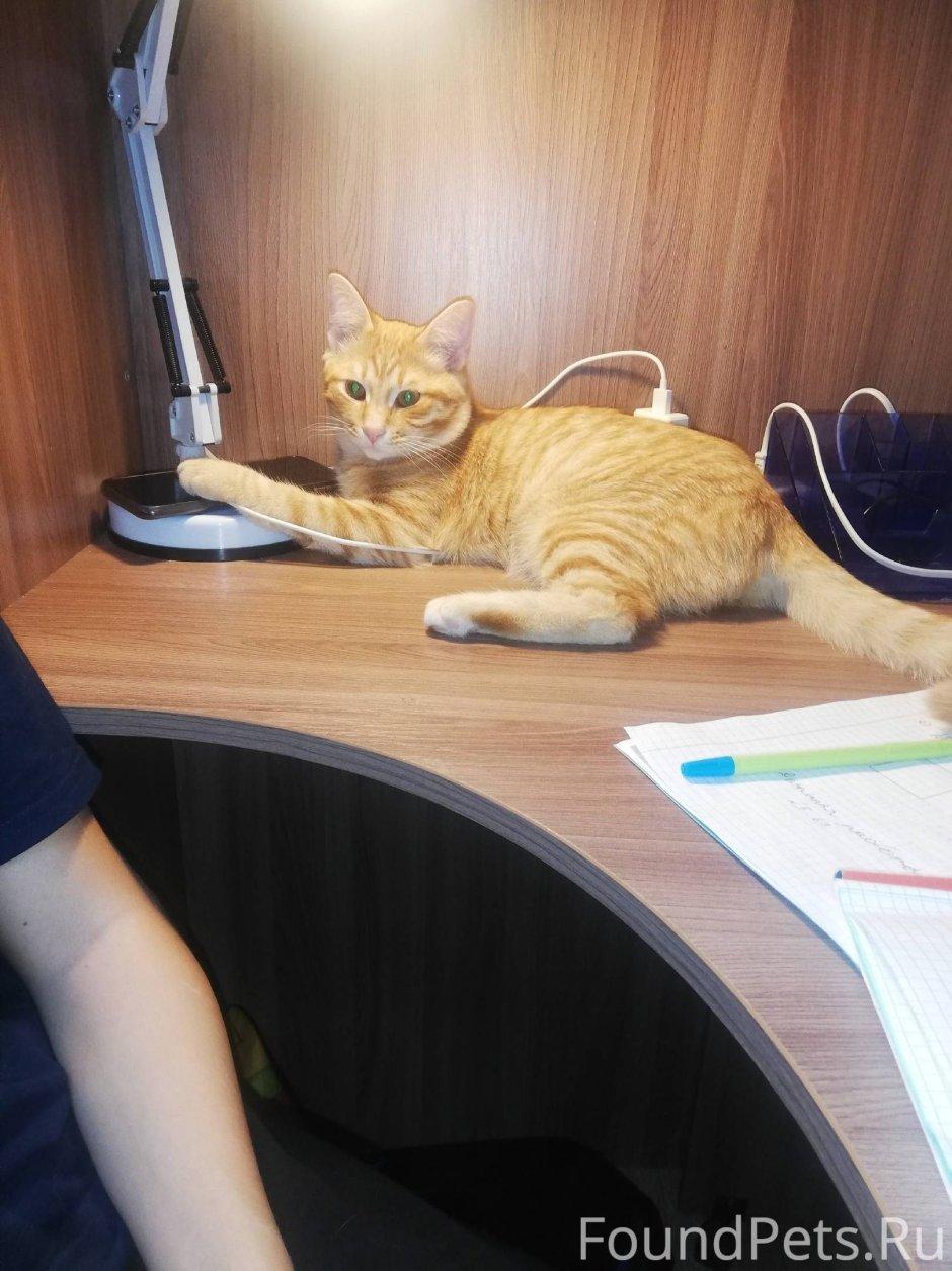 Рыжий котенок ловит мышку