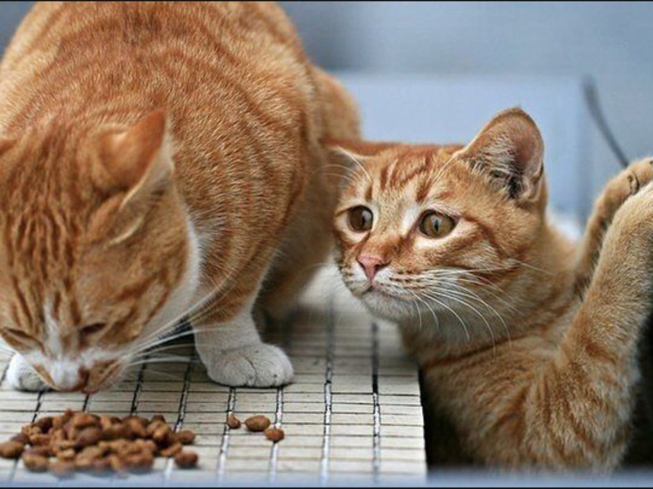 Забавные коты и кошки
