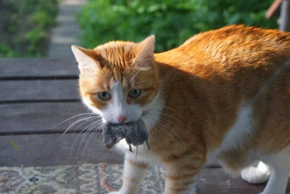 Кошка с мышкой в зубах