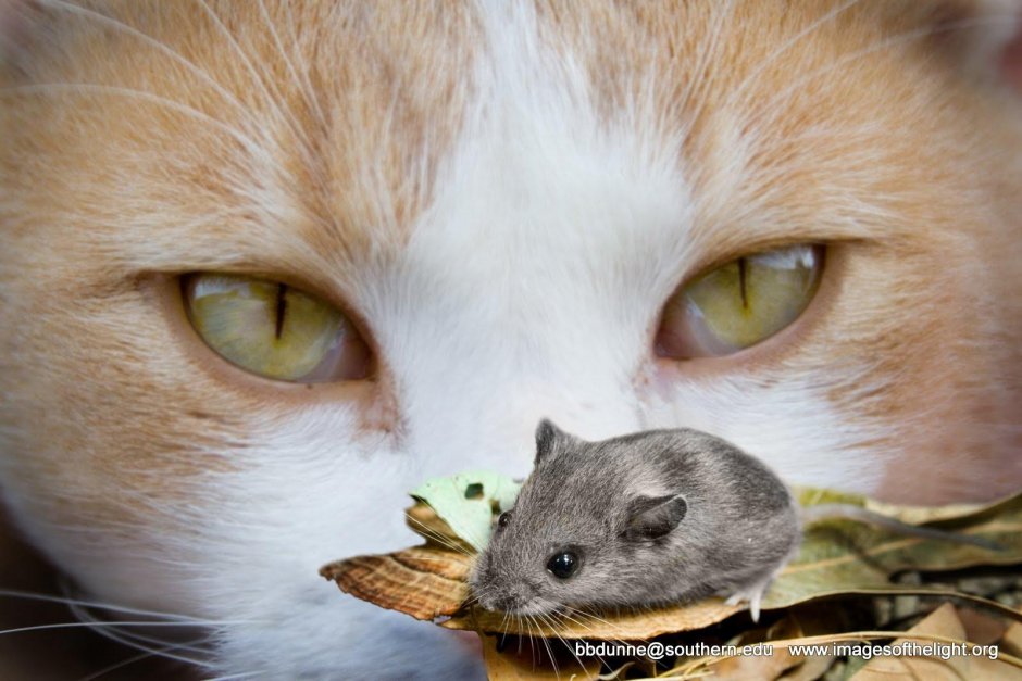 Кот следит за мышкой