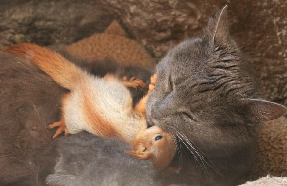 Кошка Пуша и бельчата