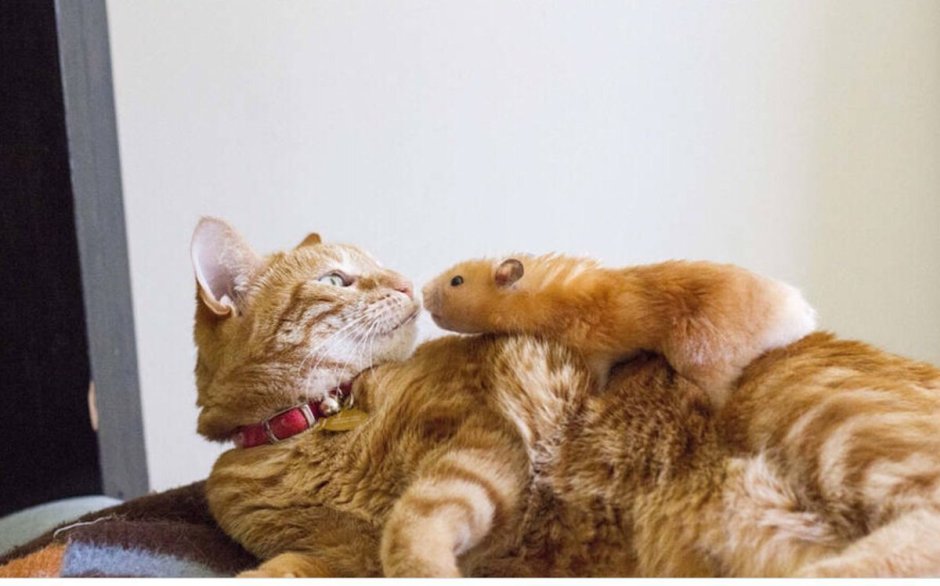 Котенок с мышкой