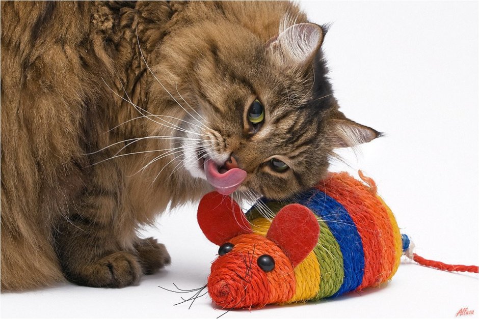 Играющий котик