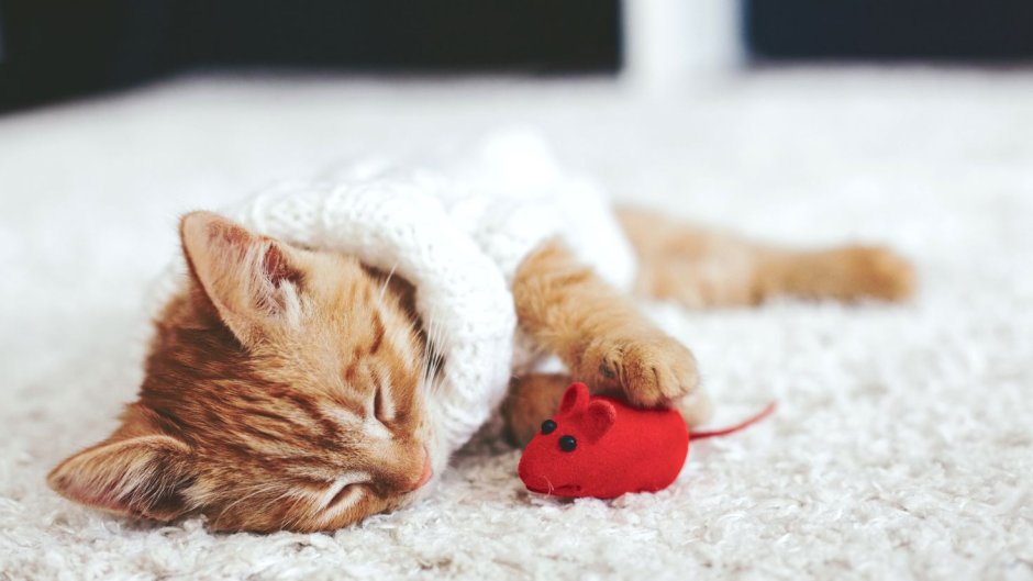 Новогодние котята