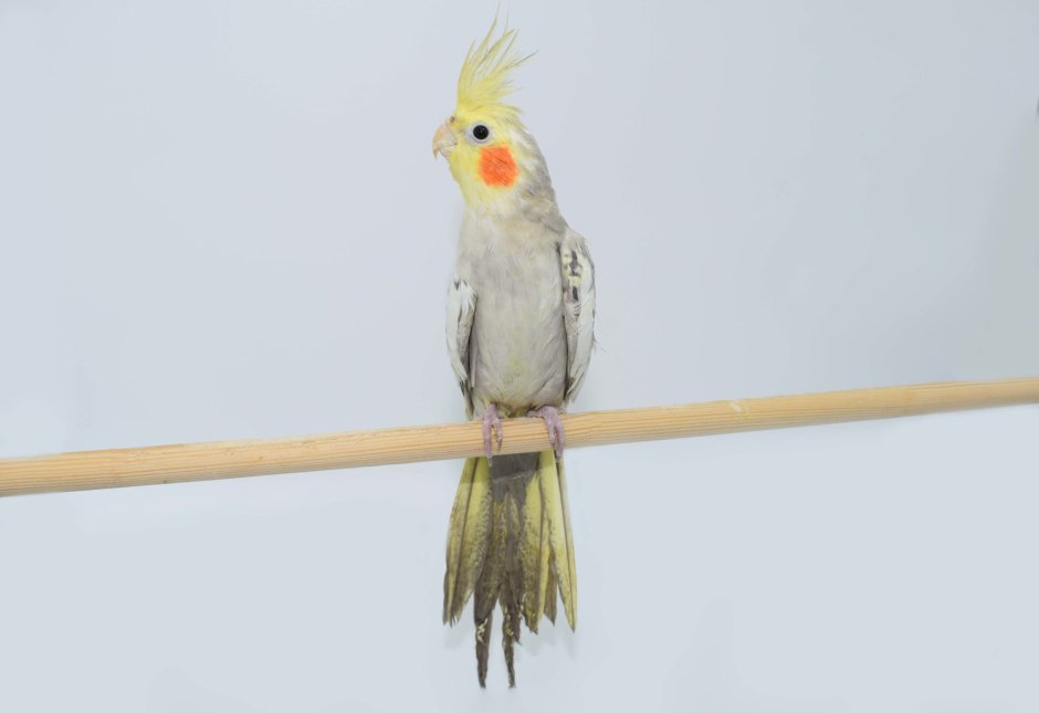 Корелла пестрая