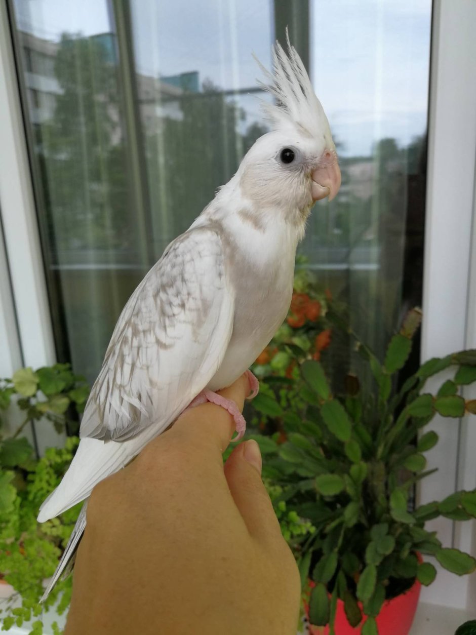 Корелла альбинос