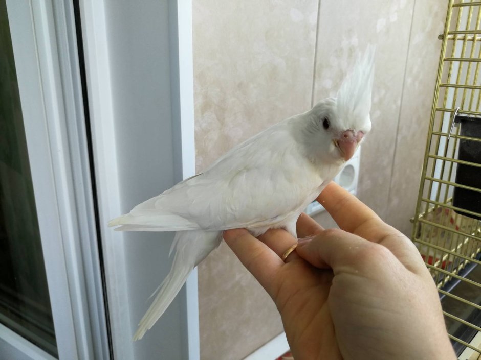 Попугай корелла белощекий