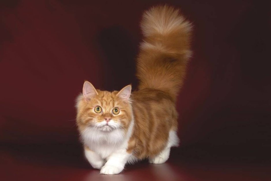 Коты Манчкин