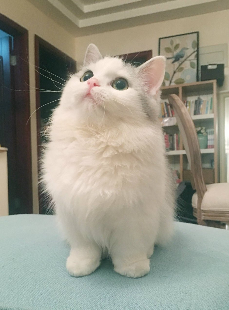 Коты Манчкин
