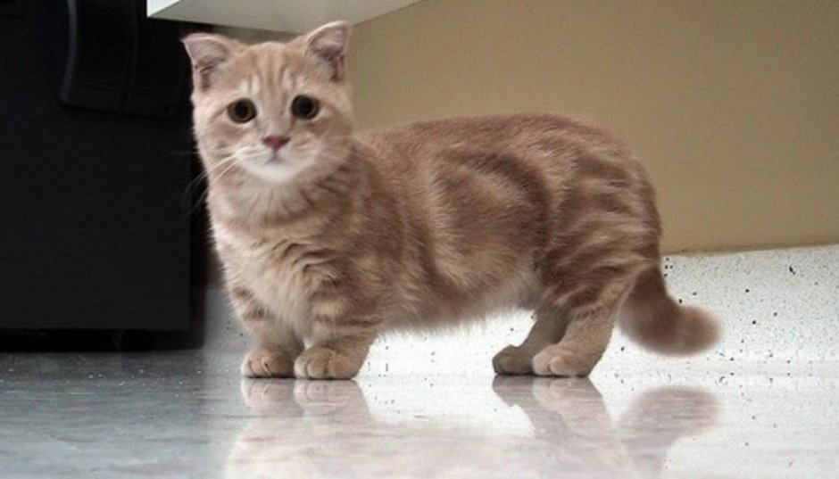 Кошка Манчкин котята