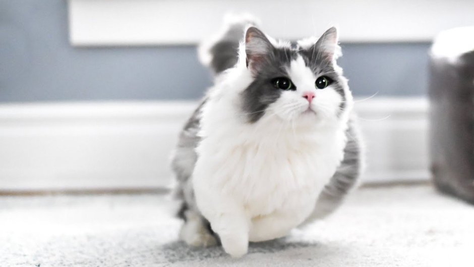 Rug Hugger Манчкин