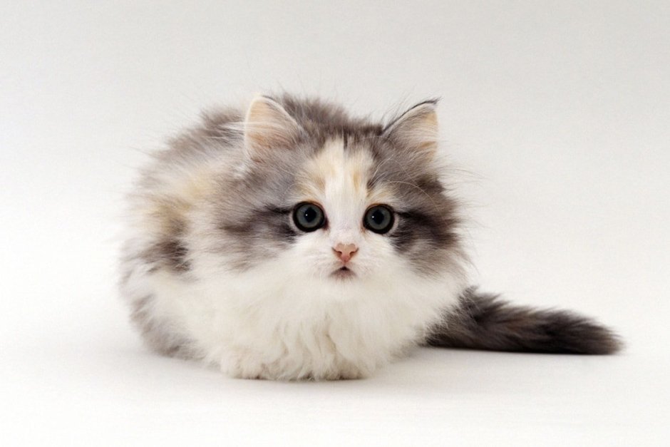 Манчкин котенок пушистый