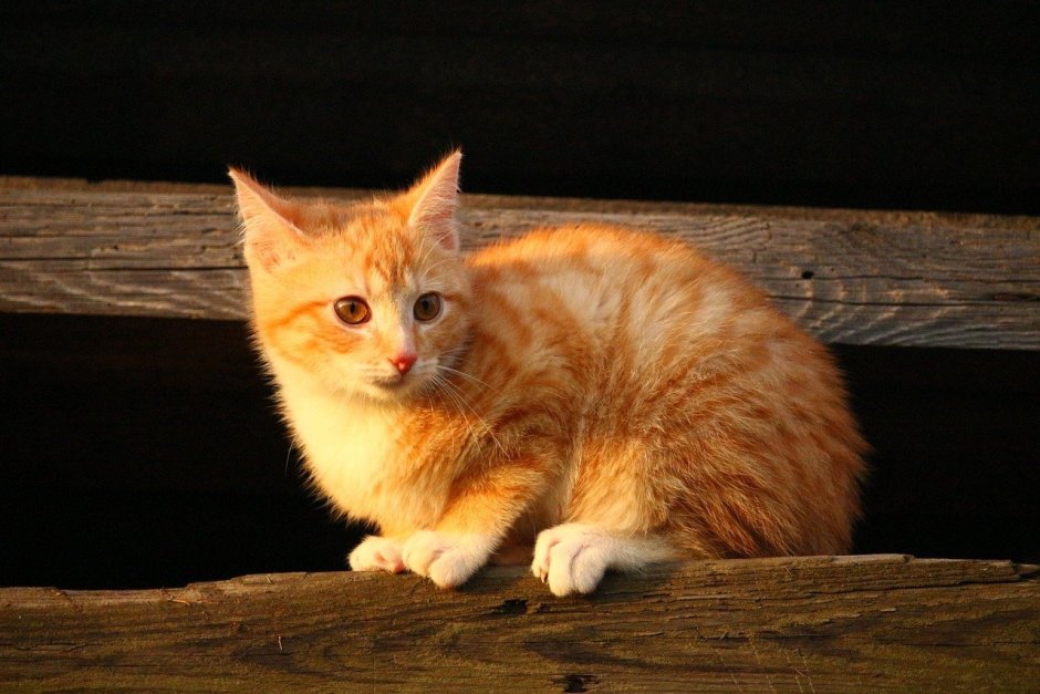 Котенок рыжий табби