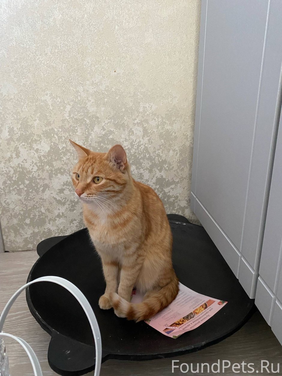 Рыжий дворовый кот