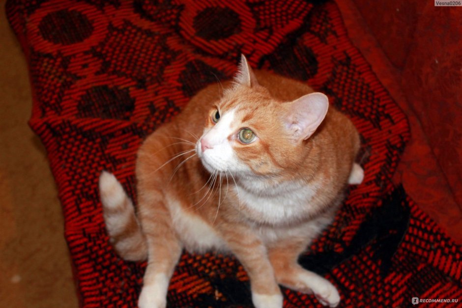 Кошка рыжая маленькая мордочка