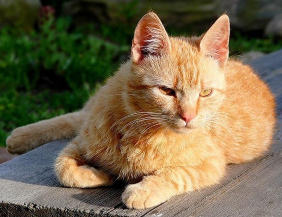 Бразильская короткошерстная кошка рыжая цейлонская