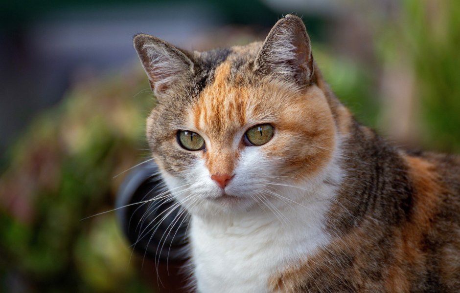 Кошка дворняжка трехцветная