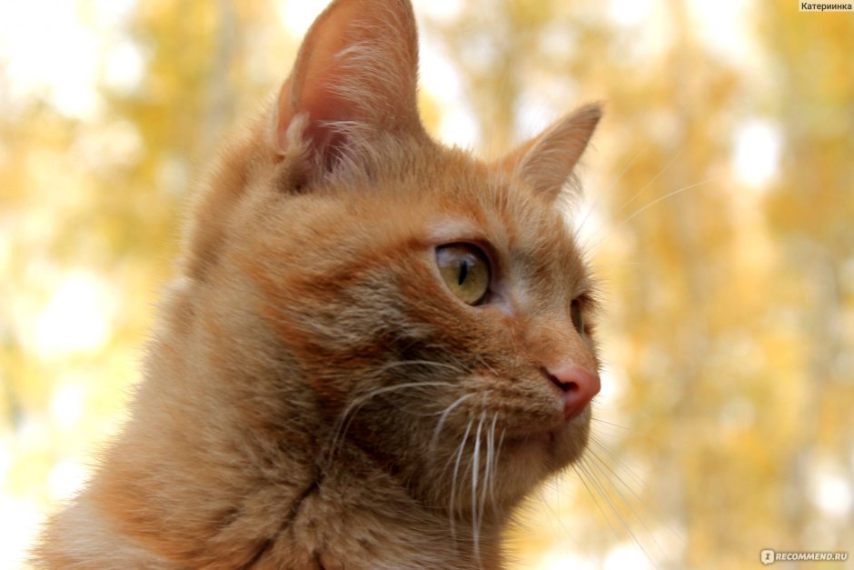 Беспородный рыжий кот