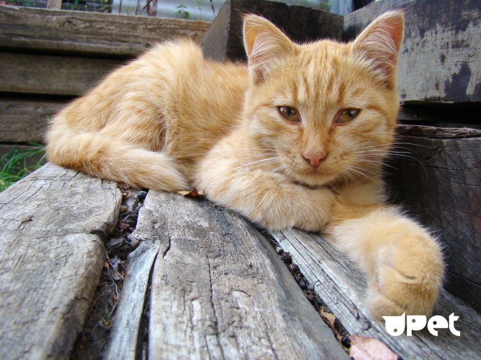 Дворовый рыжий кот гладкошерстный