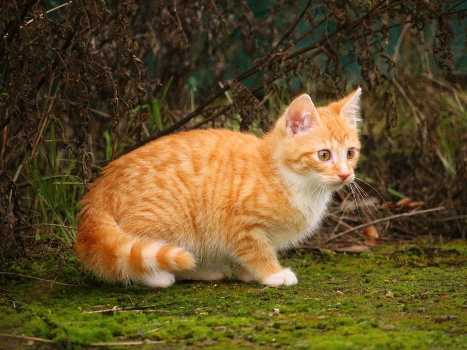 Беспородный рыжий кот